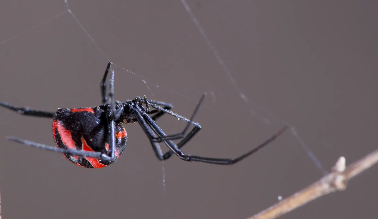 Araña negra con marcas rojas en el abdomen, suspendida en su tela.