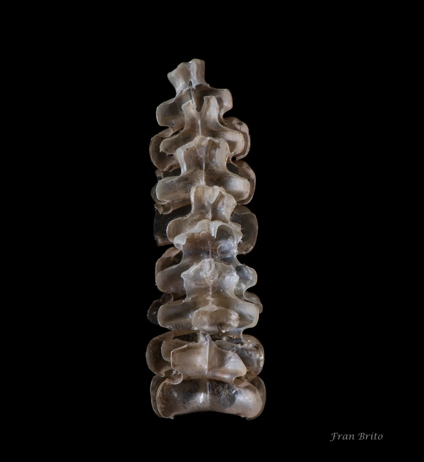Cascabel de una serpiente, formada por segmentos claros, sobre un fondo negro.