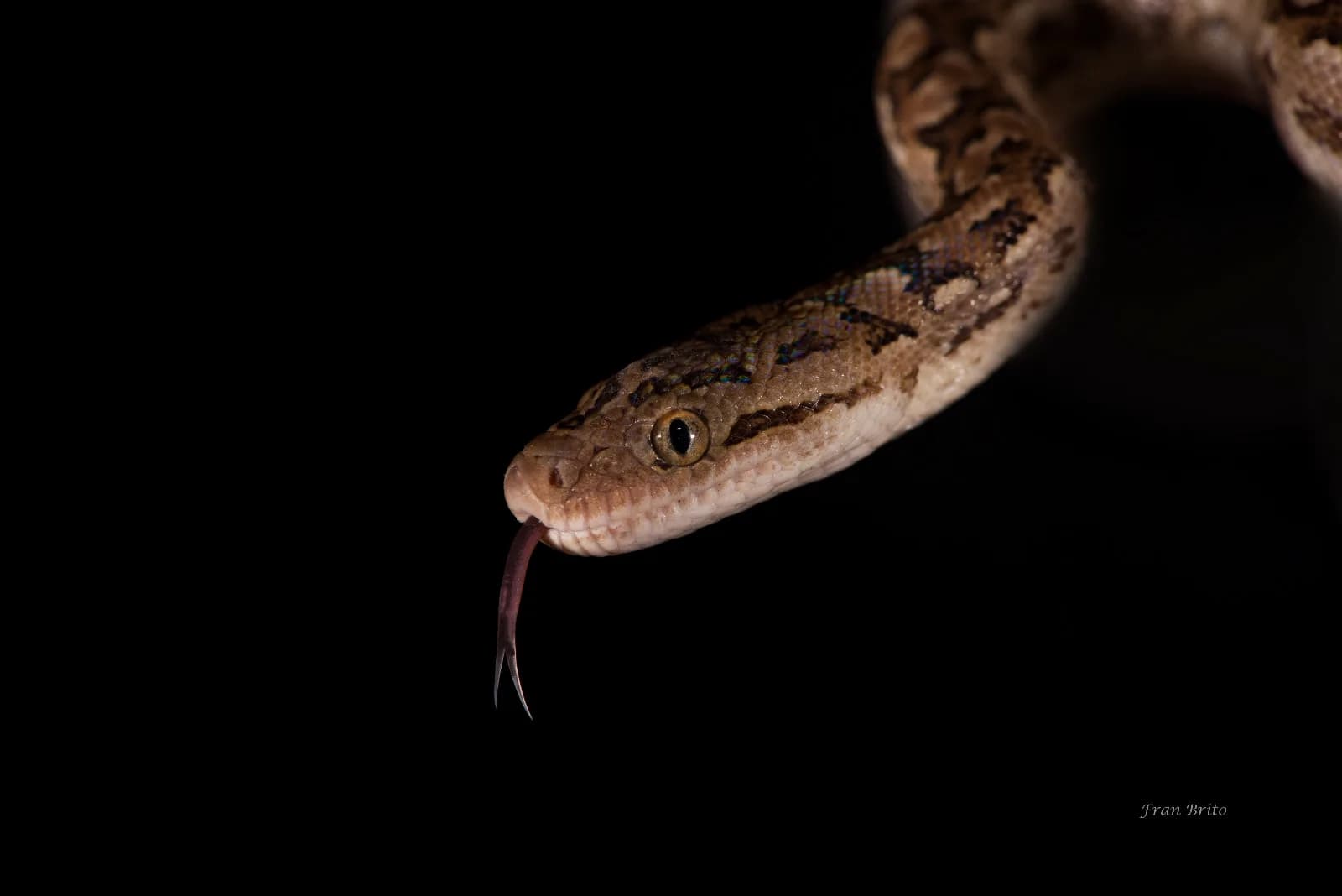 Cabeza de una serpiente de perfil, con la lengua afuera y la boca cerrada, sobre un fondo oscuro.