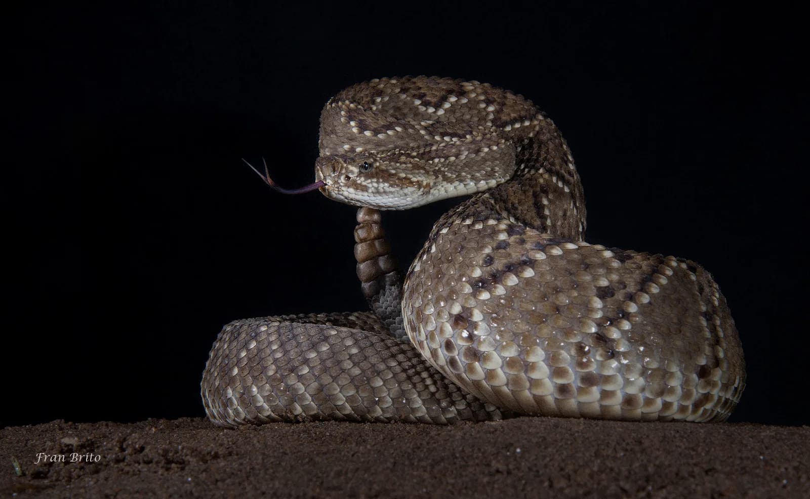 Serpiente de cascabel enroscada, con la lengua afuera y la boca cerrada, sobre tierra.